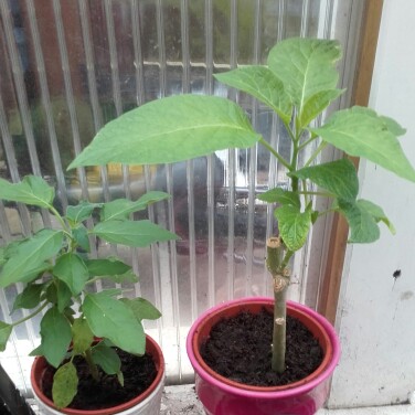 plant image 25168