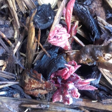 Plant image Paeonia delavayi