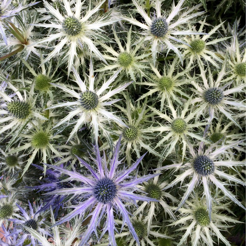Plant image Eryngium