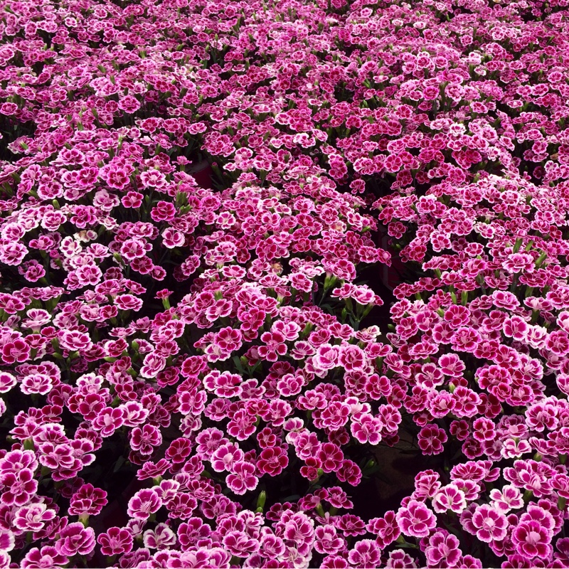 Plant image Dianthus 'Pink Kisses'