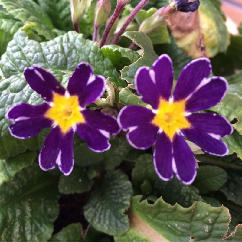 plant image 14974 plant image 14974