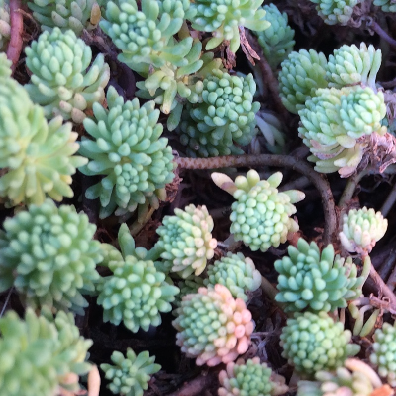 plant image 15580