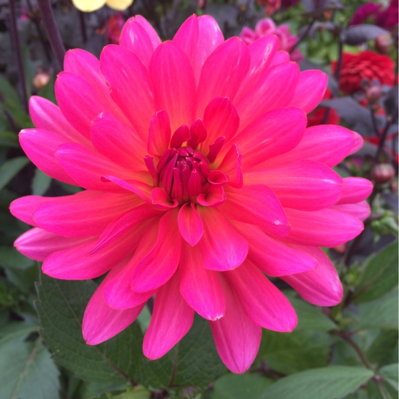 Plant image Dahlia 'Karma Fuchsiana'