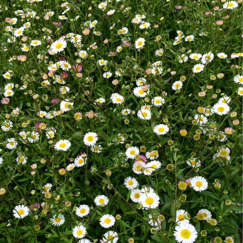 Plant image Erigeron karvinskianus
