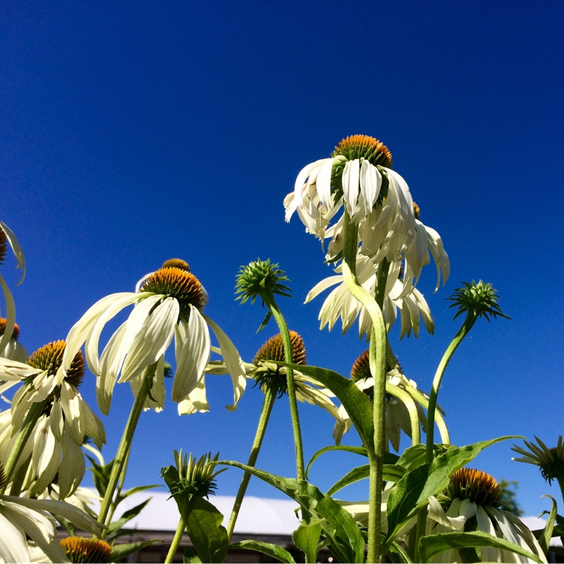 Echinacea purpurea 'Alba'