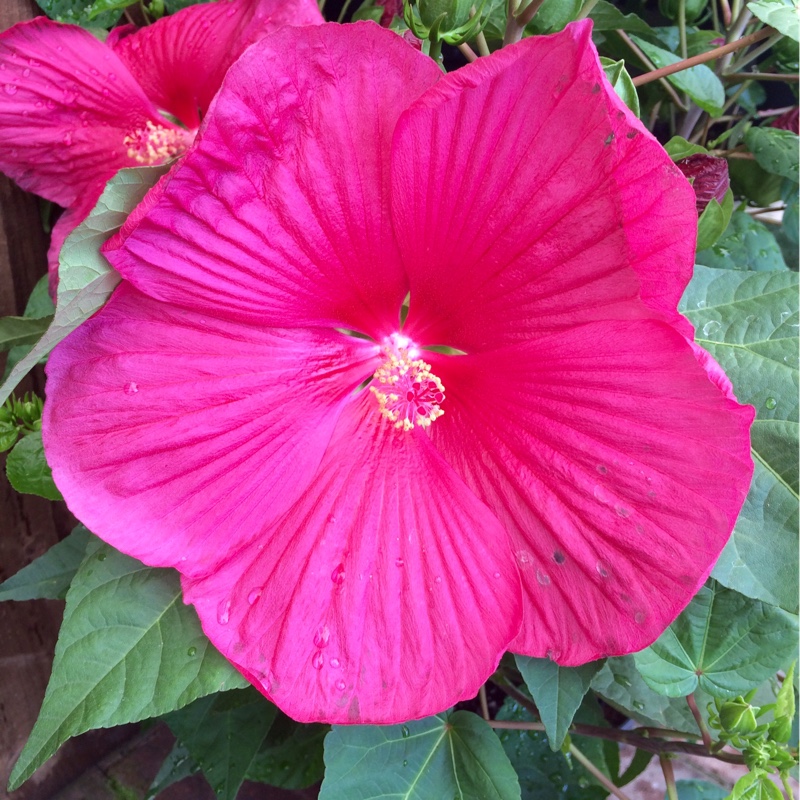 Plant image Hibiscus 'NewBiscus XXL'