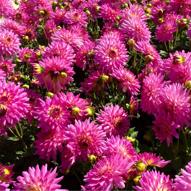 Plant image Dahlia 'Dalina Maxi Salinas'