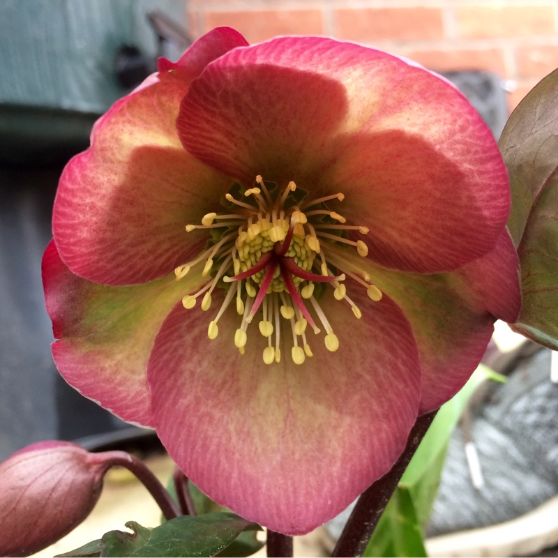 plant image 18108