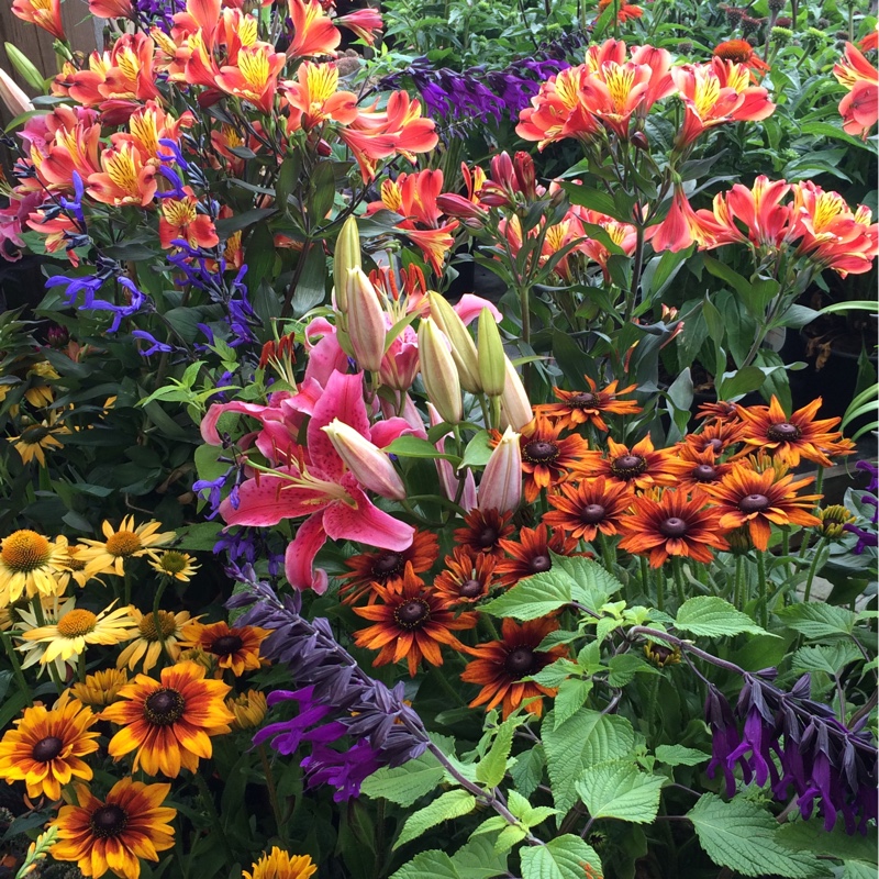 Tim's garden