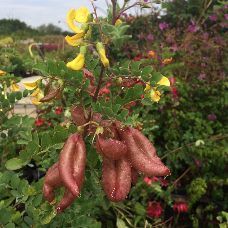 Tim's garden