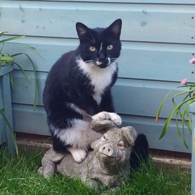 Tim's garden