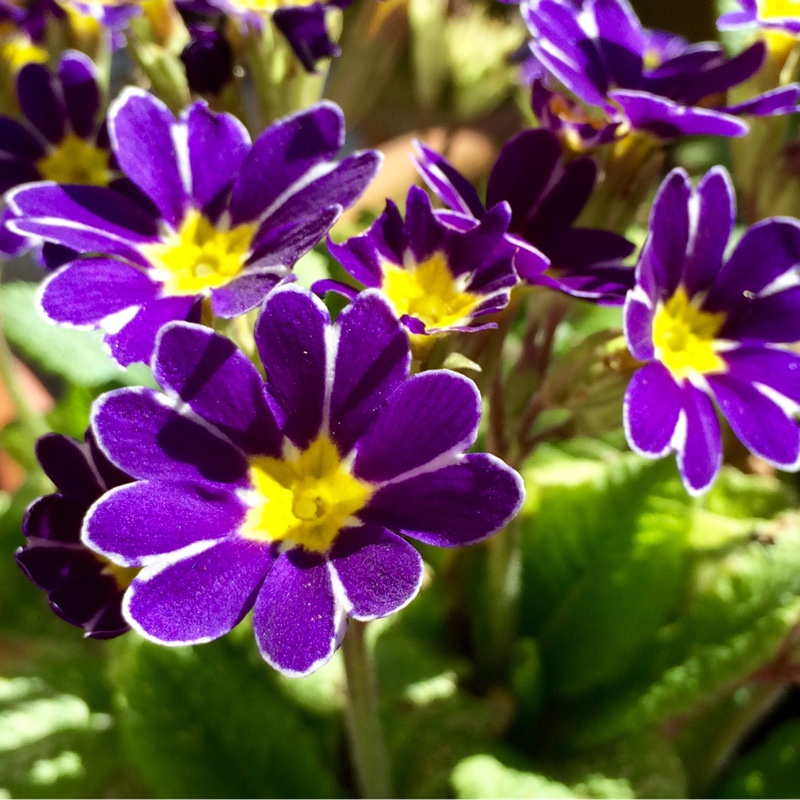Primula