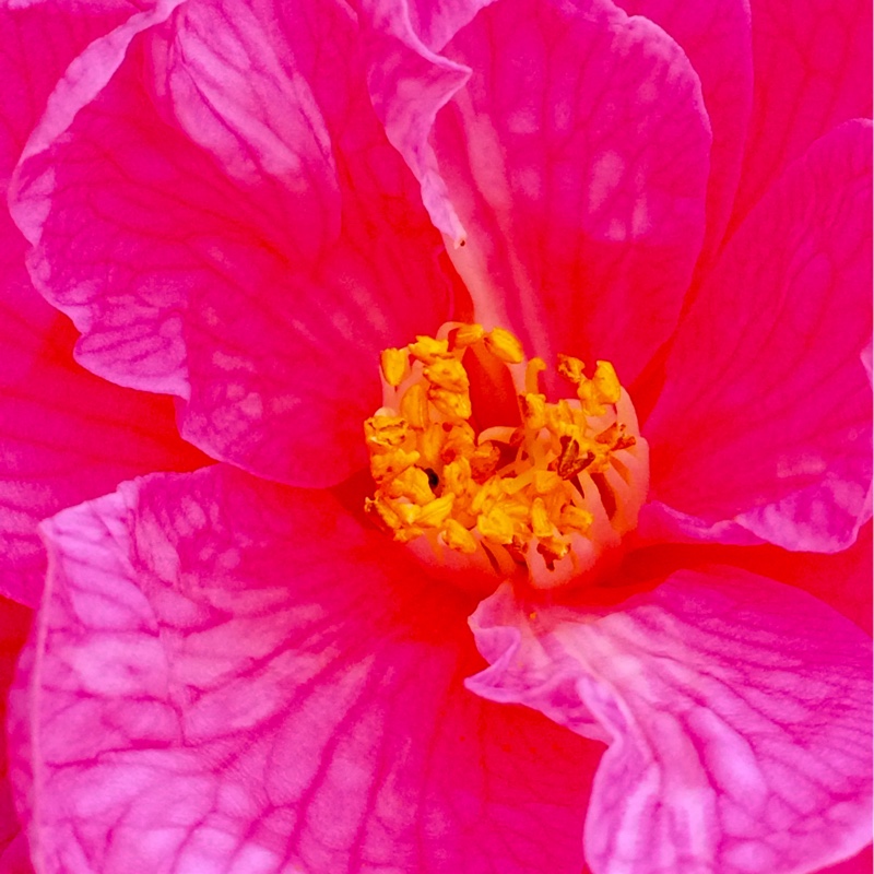 plant image 23969