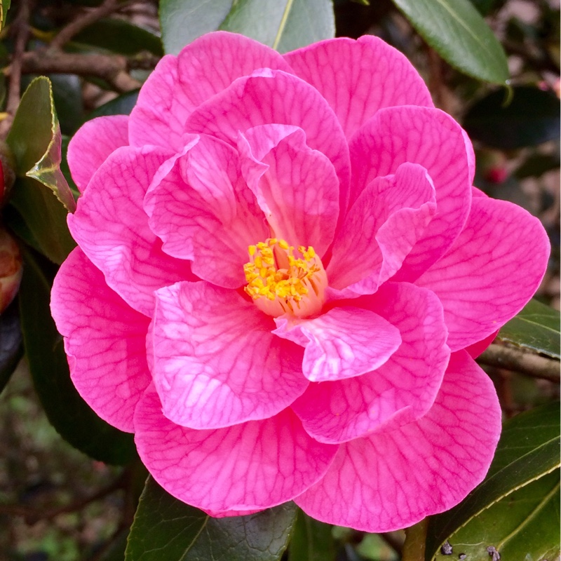 plant image 23970