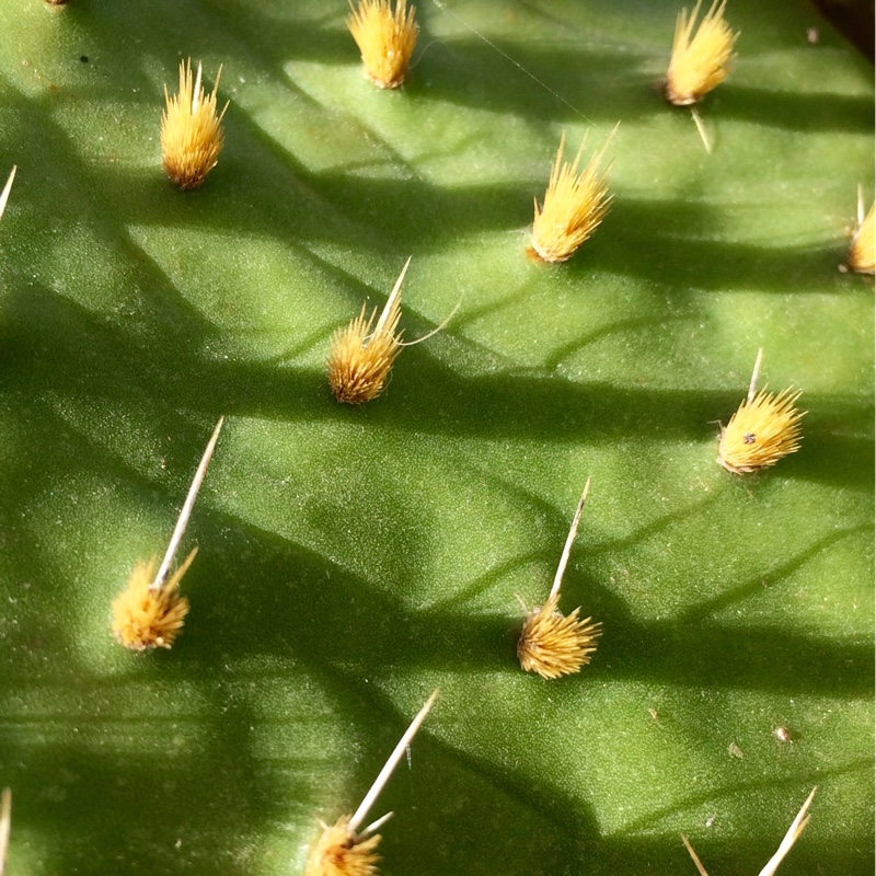 Opuntia sabulata