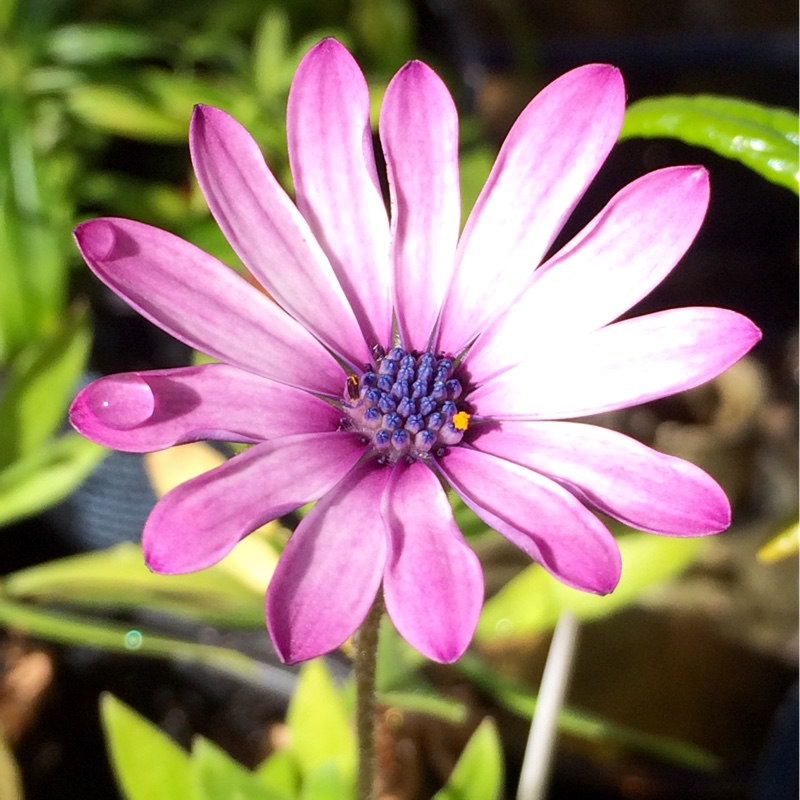 plant image 28308