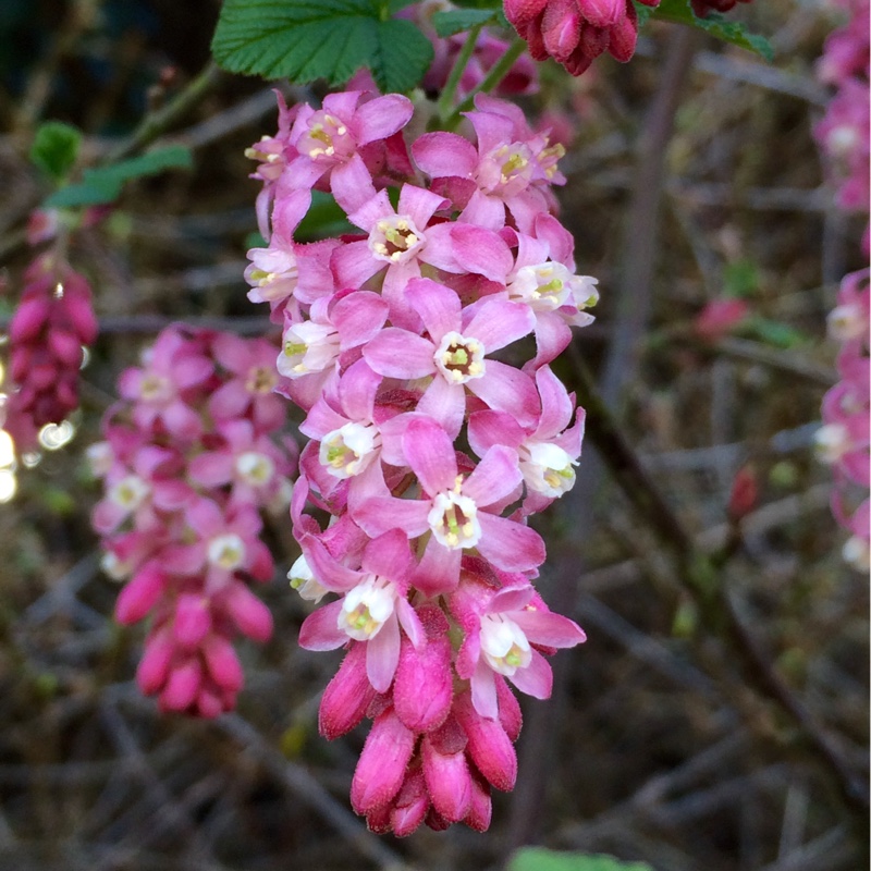 Plant image Ribes sanguineum