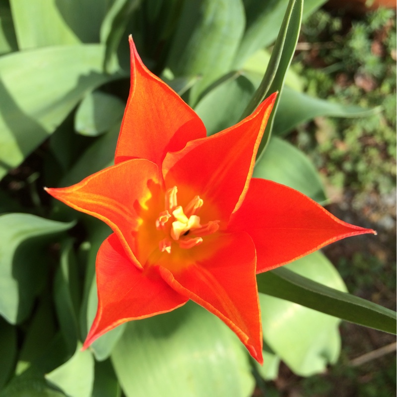 Plant image Tulipa 'Ballerina