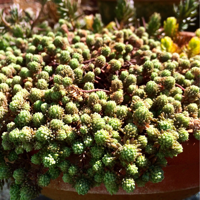 Plant image Sedum