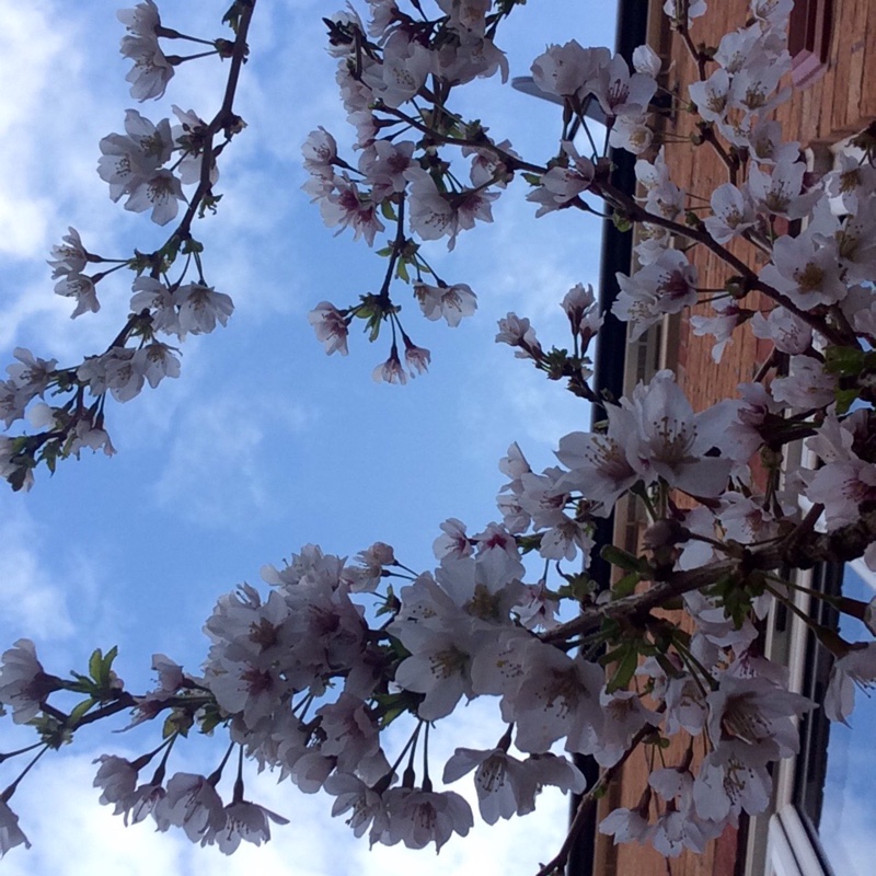 Plant image Prunus incisa 'Kojo-no-mai'