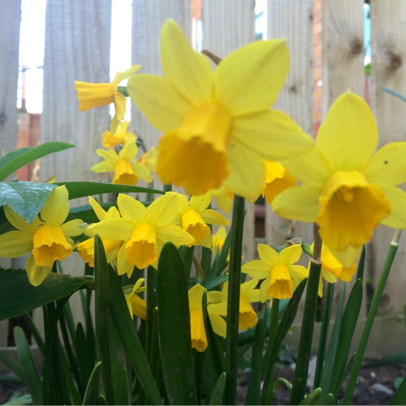 plant image 60065