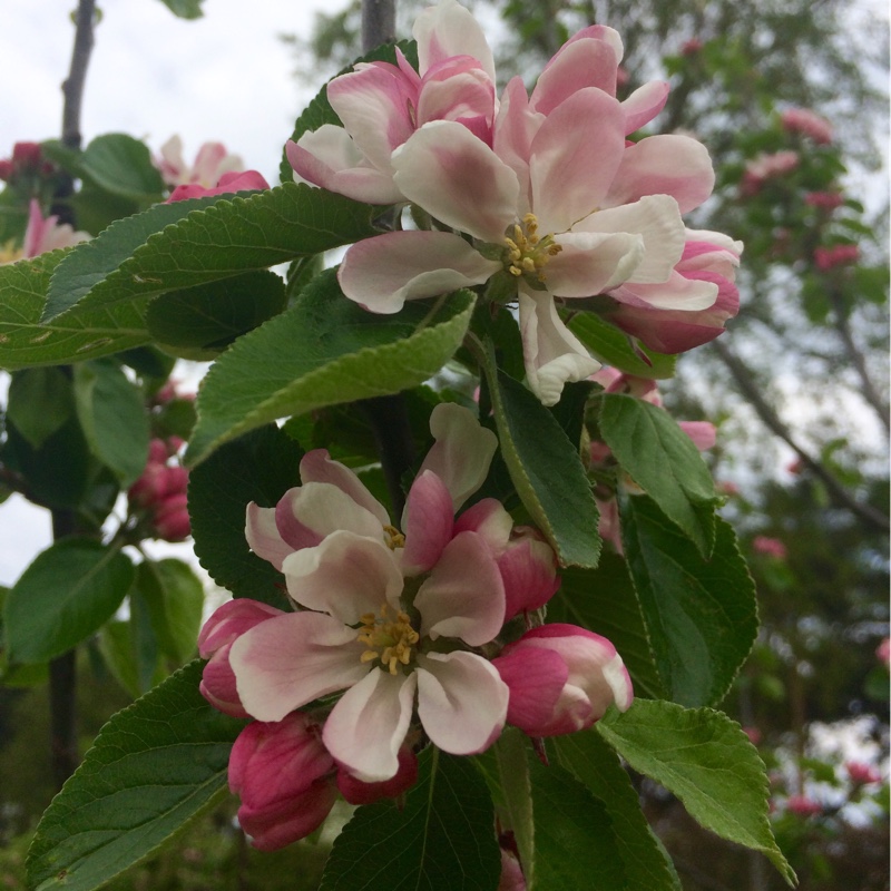 Plant image Malus domestica 'James Grieve'