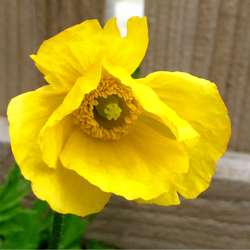 Plant image Meconopsis cambrica