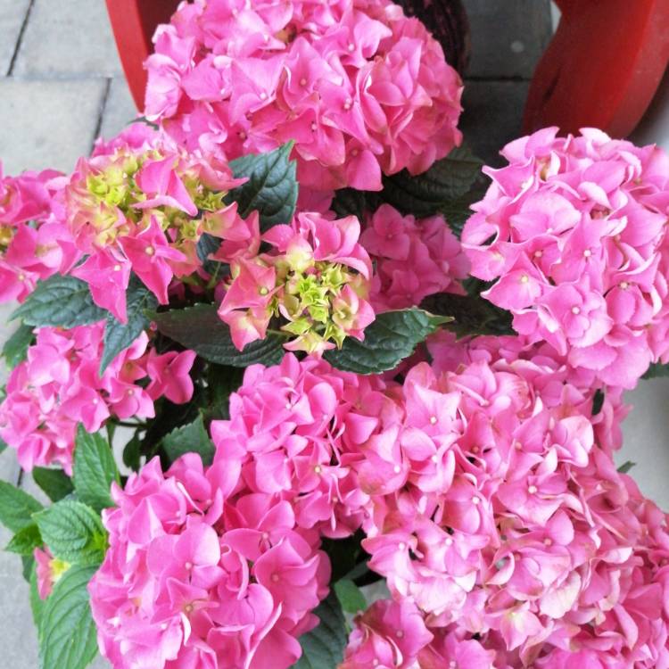 plant image 1092581 plant image 1092581