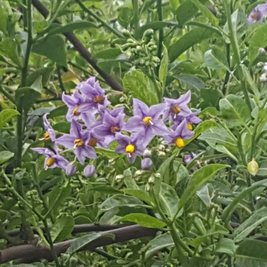 Gemma's garden
