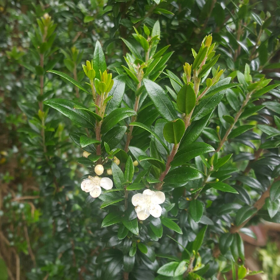Gemma's garden