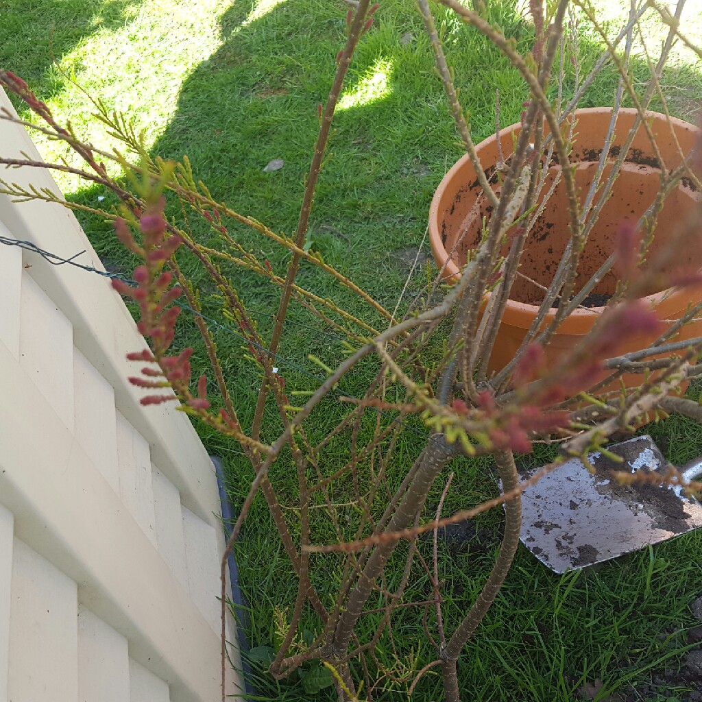 Gemma's garden