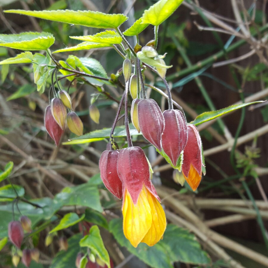 Gemma's garden