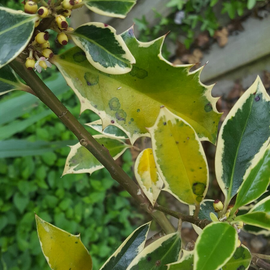 Gemma's garden