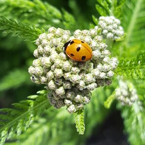 Achillea filipendulina