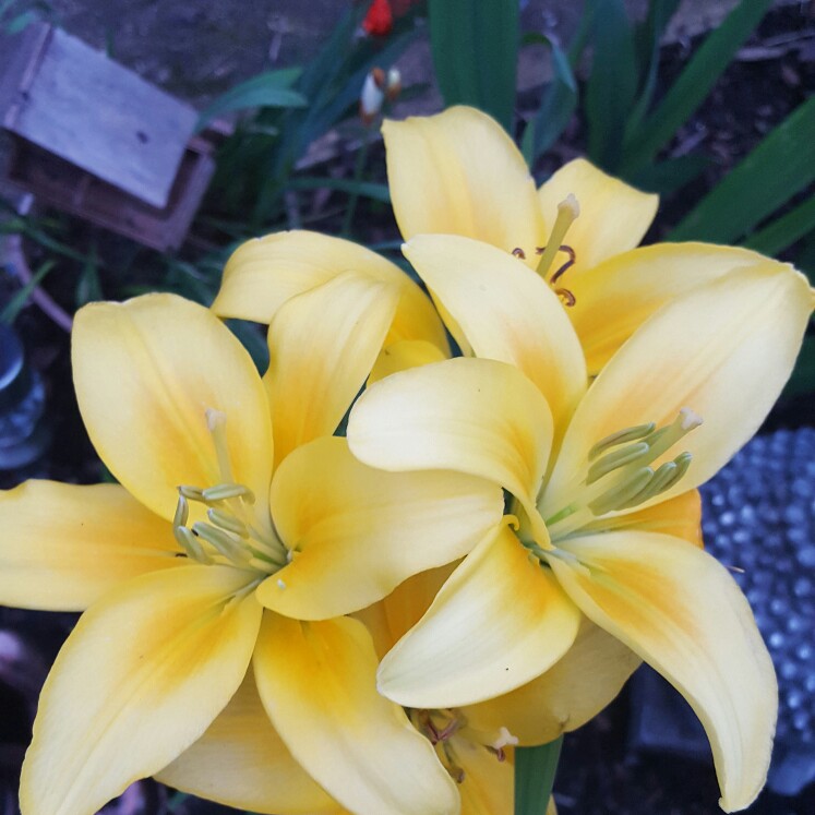 Lilium