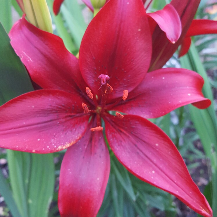 Plant image Lilium 'Coronado Group' syn. Lilium 'Rainbow Group'