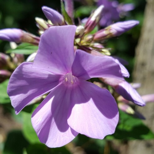 Plant image Phlox paniculata 'Purple Kiss'