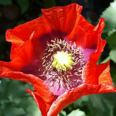 Papaver somniferum