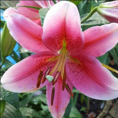 Lilium (Oriental)