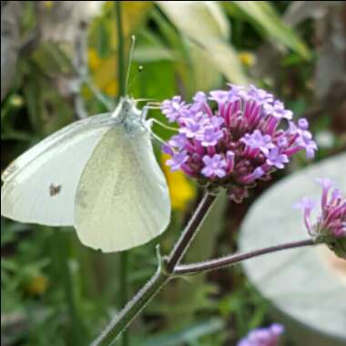 Verbena bonariensis