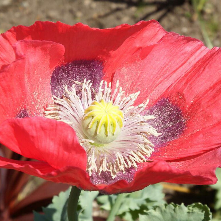 plant image 23230