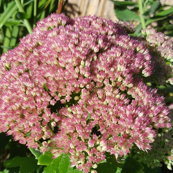 plant image 232689