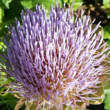 Cynara Scolymus