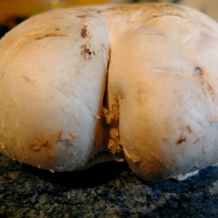 Plant image Rungia Klossii