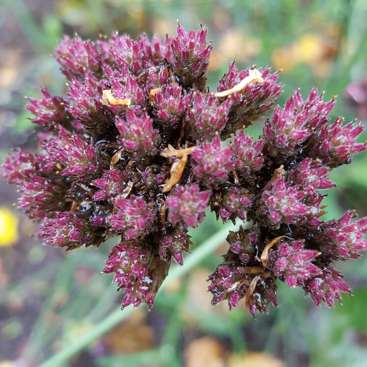 plant image 276699 plant image 276699