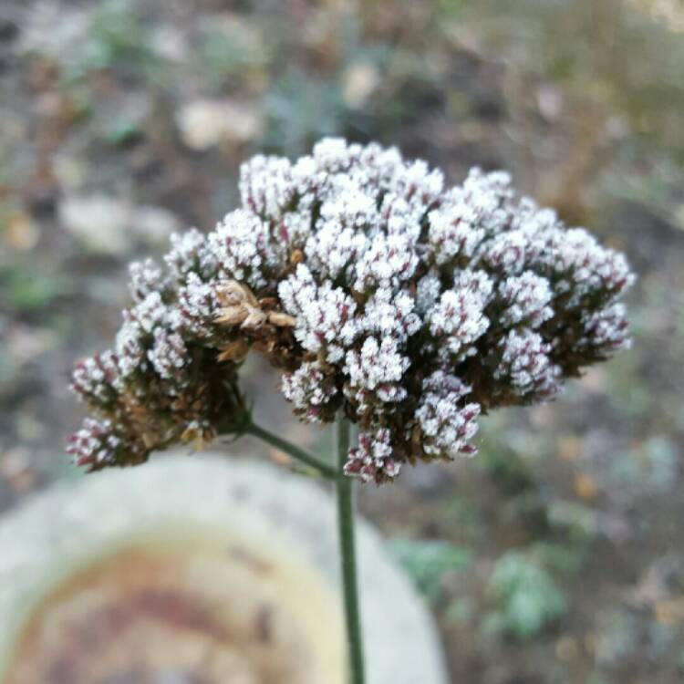 plant image 286279 plant image 286279