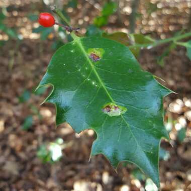 Ilex
