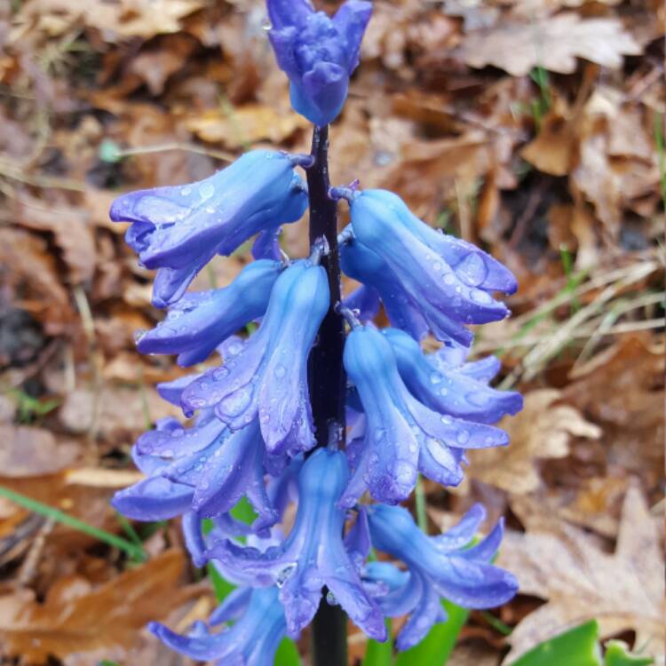 Plant image Hyacinthoides x massartiana