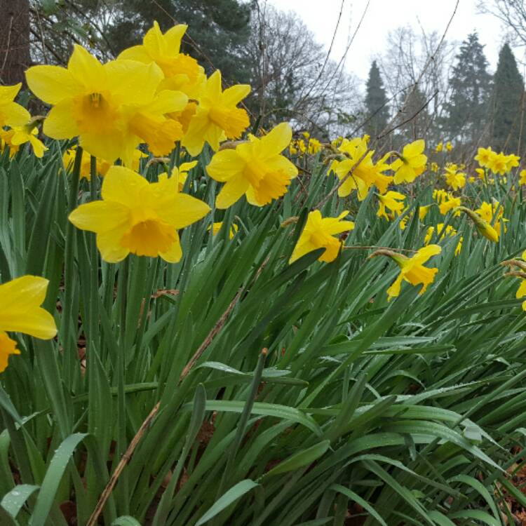 Plant image Narcissus