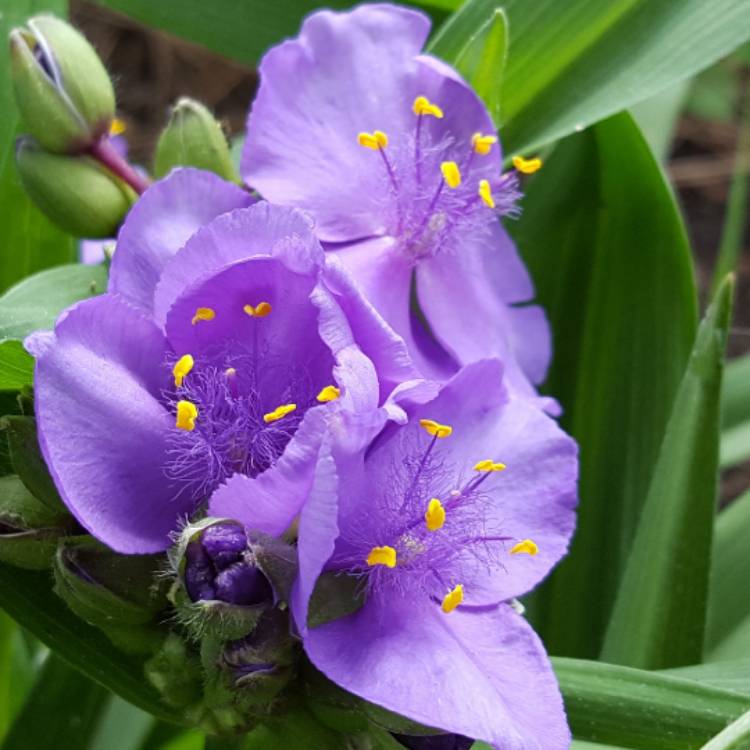 Plant image Tradescantia (Andersoniana Group) 'Purple Dome'